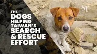 The dogs helping Taiwan&rsquo;s search and rescue efforts after earthquake