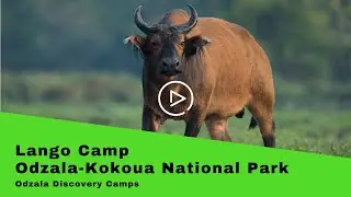 Odzala Discovery Camps: Lango Camp, Odzala-Kokoua National Park