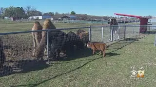 Texas Treasures: Sharkarosa Wildlife Ranch In Pilot Point