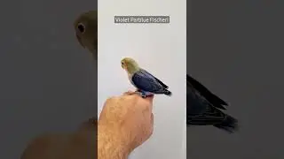 Violet Parblue Fischer Lovebird - Lovebird Mutation