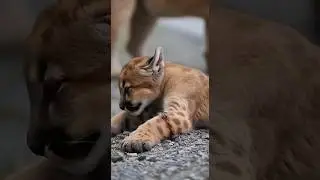 A Kind-Hearted Team Treats Injured Puma Cub &mdash; Emotional Wildlife Rescue #animals #wildlife #puma