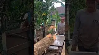 merajang kayu jati‼️ serkel keliling