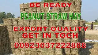 Be Ready for Peanut Straw Hay Export Quality #FoolSodani  #agriculture #hay #animal #Peanutstrawhay