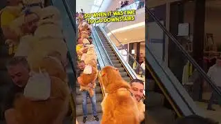 These Dogs are really scared of the escalators 🤣