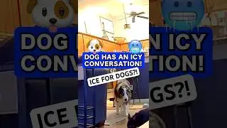 ICE okay for DOGS?! Talking pup weighs in #talkingdog #dogs #smartdog #cutedog #tech #dogsofyoutube
