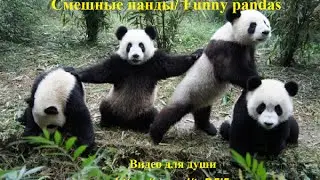 Смешные панды/ Funny pandas - Видео для души