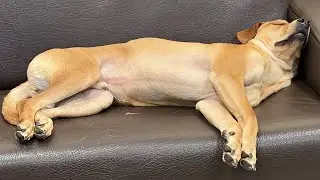 dog sleeping no image strange pose