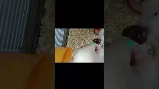 https://www.youtube.com/@xomka_27