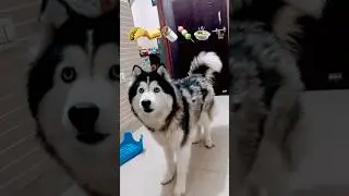 🐶Husky funny 🐶video &hearts;️🐶🌮😁