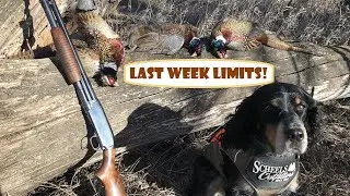 LATE Season SOLO Pheasant Hunting PUBLIC Land SOUTH DAKOTA