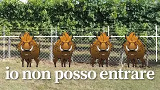 Difendere il vigneto dai cinghiali grazie al recinto elettrico | 5 strumenti fondamentali