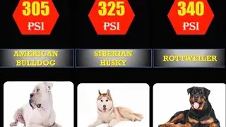 Dog Bite Force comparison in Tamil |top 10 bite force Tamil