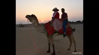 🌅 Golden Sands Odyssey: Sunset Camel Safari in Jaisalmer, Rajasthan 🐪