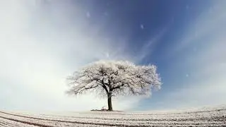 Experimental Music - Nature 01 The Winter Tree