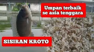 Umpan Jitu Mancing Nila Dengan Sisiran Kroto || untung dapat ikan