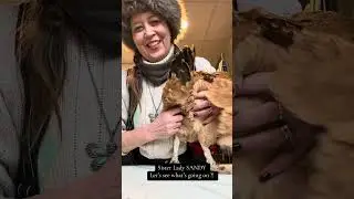 Sister Lady Hen SANDY visiting the farm for The Good Shepherd Natalie&rsquo;s love and care  
