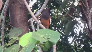 Screeching Calls Of A Rufous Treepie Bird -Bird Songs - Dendrocitta Vagabunda