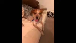 Stella Frapping (Blue Heeler/Beagle Mix)