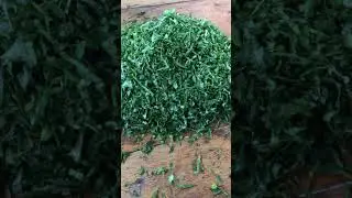 How to cut kales for cooking