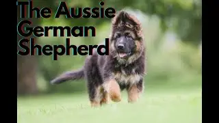 Meet The German Shepherd Australian Shepherd Mix!