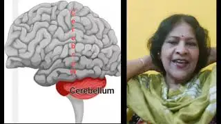 Little brain #learning #biology #fact #knowledge #science
