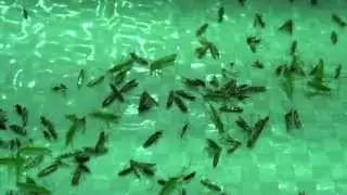 Каштановая моль и клопы летят на свет, г.Киев,  Entomologist in Ukraine