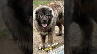 The 10 Most Protective and Dangerous Guard Dogs...#shortvideo #short