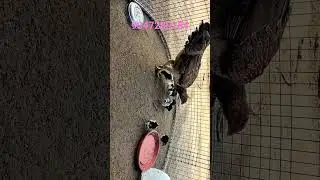 peru black knight chicks