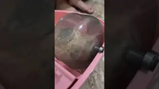 Cicitcuit marmut olahraga