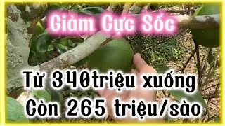 Đã Bán! Nhà Vườn Cam Bưởi Chôm Chôm 17700m2 Giá Chỉ 265tr Sào Tân Phú Đồng Nai - Nhà Đất Việt Nam
