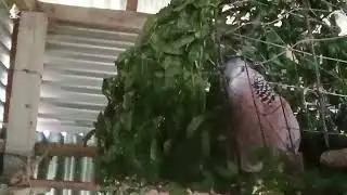 শিকারি ঘুঘু পাখিরডাক   /৷ অরজিনাল তিলা ঘুঘু  পাখির ডাক /৷ দেশি ঘুঘুর ডাক  