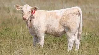 Thomas Ranch Pasture Sale Lot 9