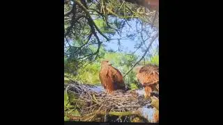Amazing  mother bird feeding here young baby#springwatch #4kviews