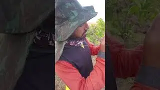 Polariza&ccedil;&atilde;o de Pinha ou frutas do Conde: Rony Alves