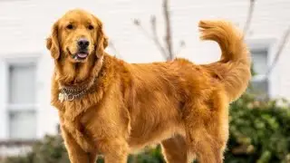 Golden Retriever🥰 Becomes Obsessed WithThePuppy Next Door | The Dodo