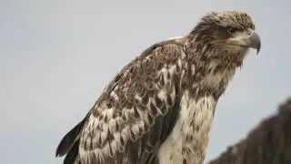 Conservation Success Stories: The Bald Eagle