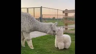 Llama meets stuffed animal #shorts