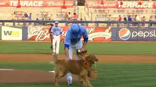 Golden Retriever That Delivers Water to Umpires Is Fan Favorite at Baseball Game