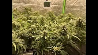 White Opium One Plant Grow #10
