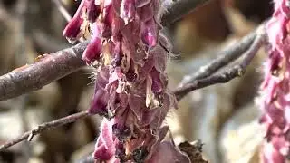Lathraea squamaria L. čes. podb&iacute;lek &scaron;upinat&yacute;
