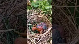 Cuckoo baby lifted the baby upon himself (p4) #viral #trending #shorts #youtubeshorts