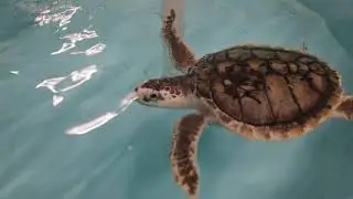 Save the turtles: What to do if you find a stranded sea turtle