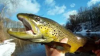 Lake Ontario Tributary BROWN and RAINBOW Trout Fishing