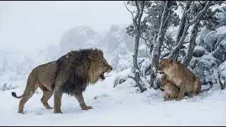 90-Year-Old Lady Saves Injured Lioness and Her Cub in the Frozen Iceland Wilderness