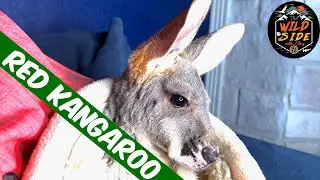 Red Kangaroo Facts! A Visit With An 8 Month Old Joey!