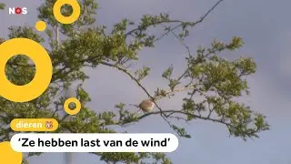 Minder trekvogels in Nederland