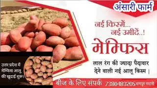 लाल आलू की खुदाई हो रही है आलू का नाम है मेंमफिश