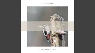Who Rules In The Woods?