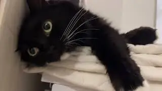 Relaxing on the machine is the best. 乾燥機の上でトロける猫姉妹
