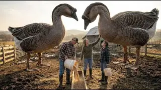 African Goose Raising FULL PROCESS | Farm Work Documentary